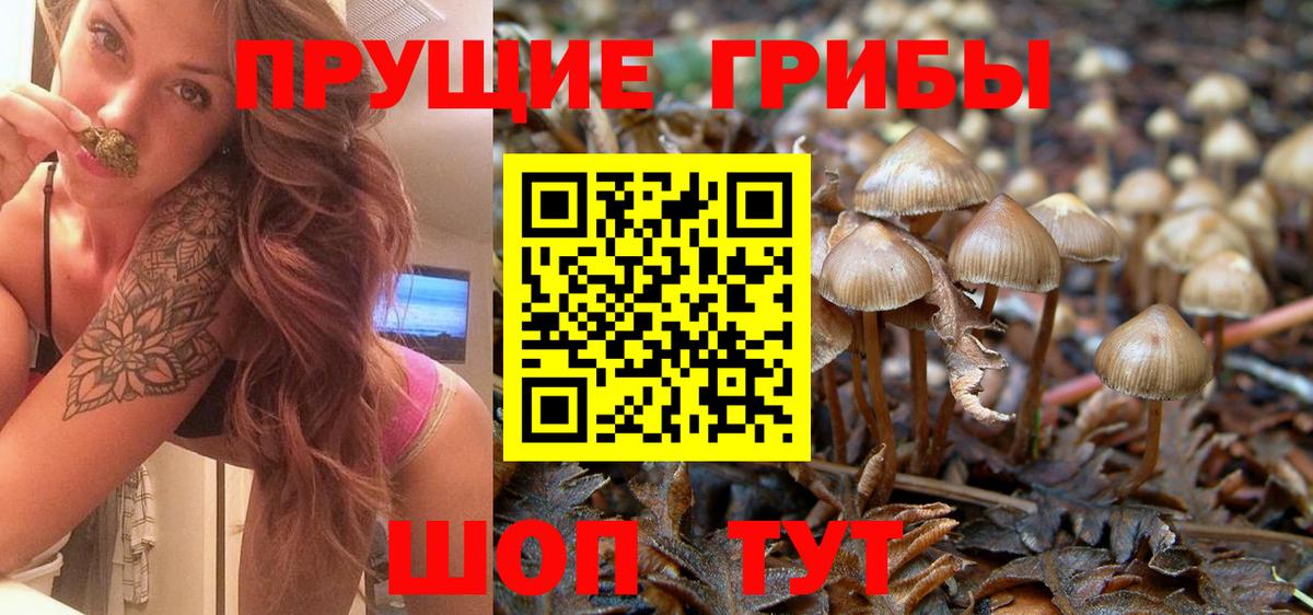 Псилоцибиновые грибы GOLDEN TEACHER  Галлюциногенные грибы Magic Shrooms  закладка  Вход с VPN  Зеленокумск 