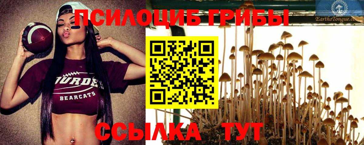 Псилоцибиновые грибы Psilocybe Зеленокумск